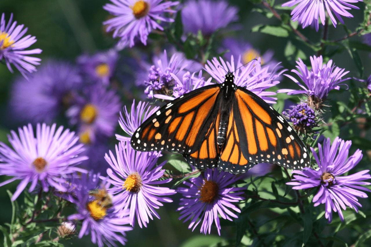 THROUGH THE WOODS: Our beautiful monarch butterflies - The UpStater