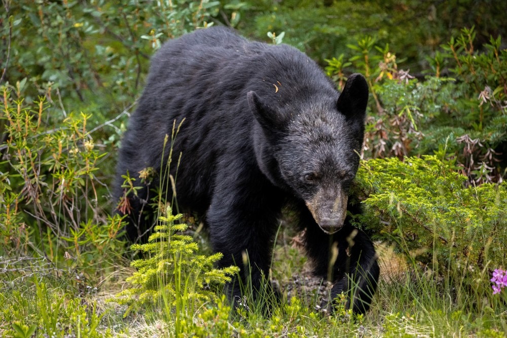 Bear spotted in village, state offers tips to stay safe