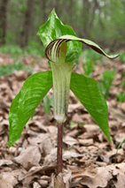 Through the Woods: Jack in the pulpit