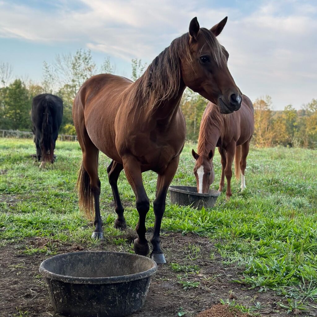 Horses of Unbridled: The emotional tapestry of equine lives: Rahy, Noelle, Ginger and Sweet Pea