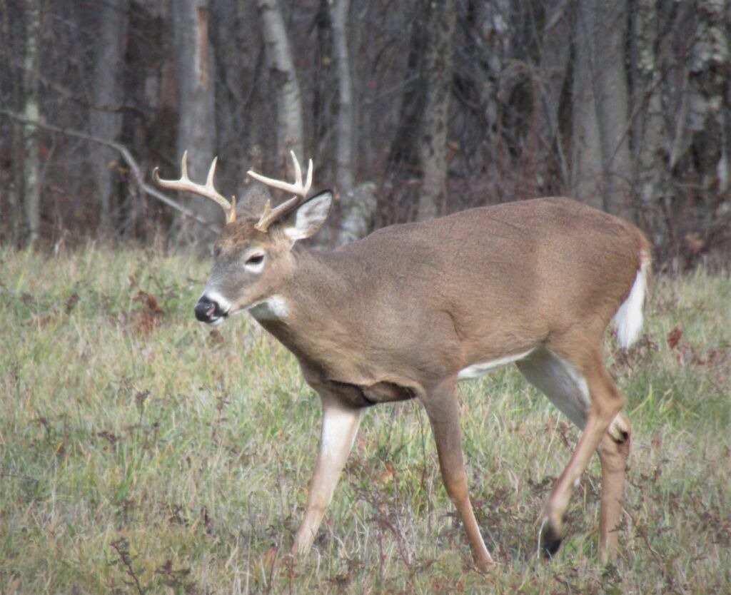 Hitting a Deer at 30 MPH: Survival Tips & Repair Costs