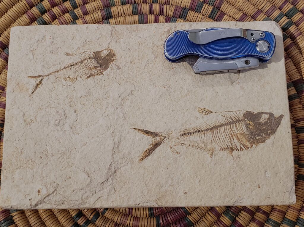 THE CATSKILL GEOLOGISTS: Fossil fish displayed on Warren Street
