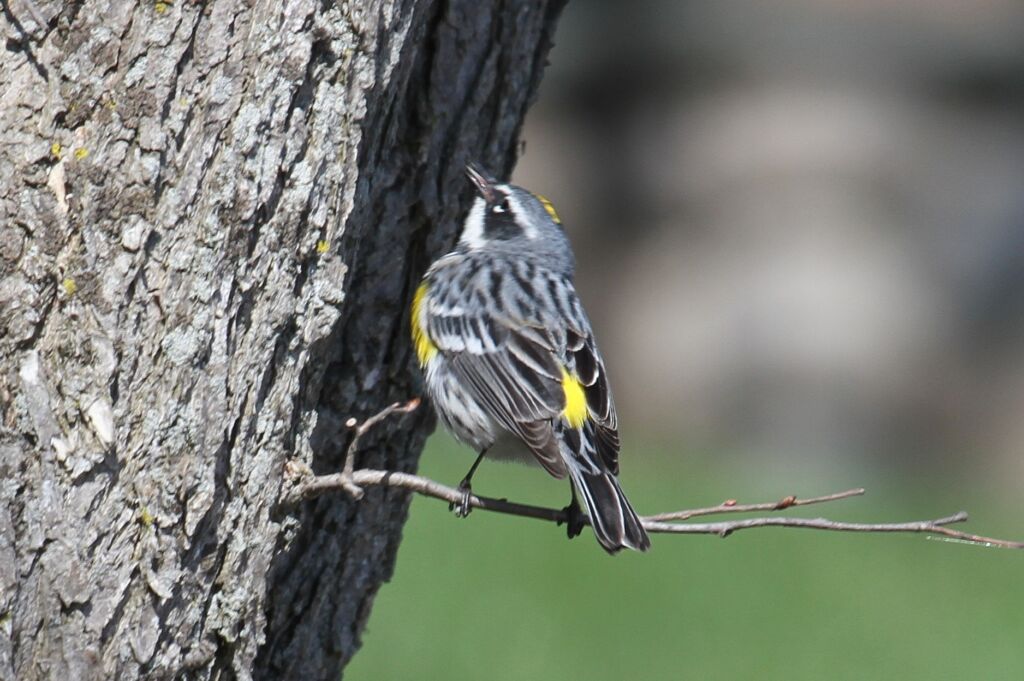 THROUGH THE WOODS: Spring bird migration