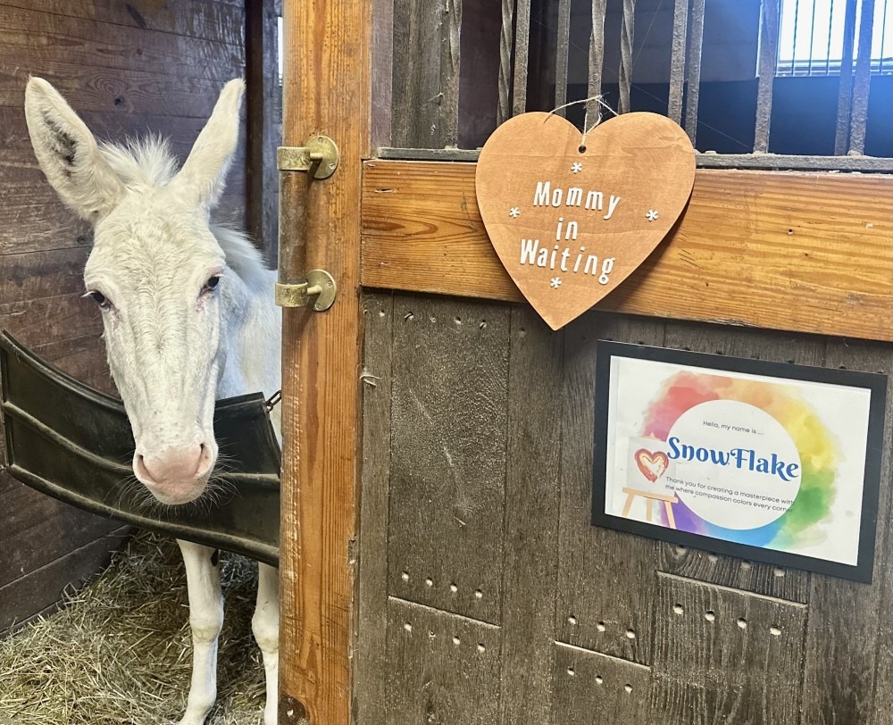 Horses of Unbridled: A Mother’s Day miracle: Celebrating new life and second chances